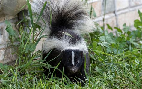 How To Identify Skunk Dens | Skunk Removal | Orkin Canada