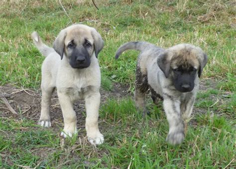 Anatolian Shepherd Dog puppies photo and wallpaper. Beautiful Anatolian Shepherd Dog puppies ...