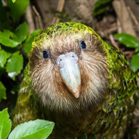 Kakapo Wallpapers - Top Free Kakapo Backgrounds - WallpaperAccess