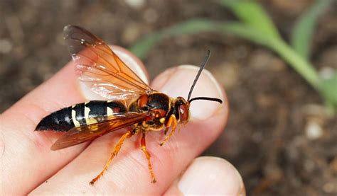 Cicada Killer Wasps - Facts, Nest & Habitat Information