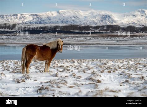 Icelandic horses. The Icelandic horse is a breed of horse created in Iceland Stock Photo - Alamy