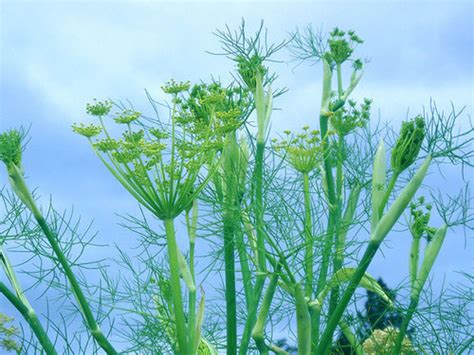 Benefits Of The Sweet Spice Fennel And Saunf (Fennel Seeds) | HubPages