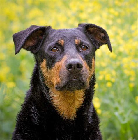 Pitbull Rottweiler Lab Mix Puppies - Puppy And Pets