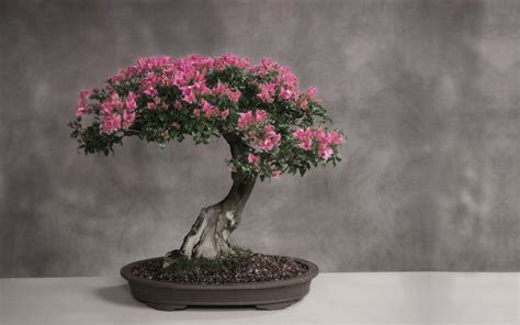 Bonsai Japan Tree Art HD Wallpapers Stock Photos