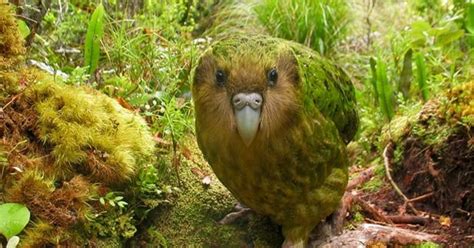 The Creature Feature: 10 Fun Facts About the Kakapo | WIRED