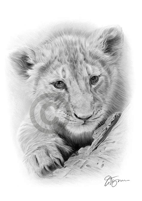 Pencil drawing of a lion cub by UK artist Gary Tymon