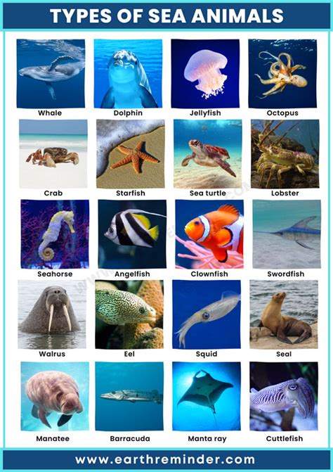 22 Different Types of Sea Animals | Earth Reminder