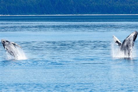 The Best Whale Watching In Alaska | Best Trips To See Whales