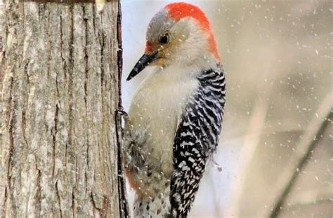 Everything You Need To Know About Woodpeckers In Michigan