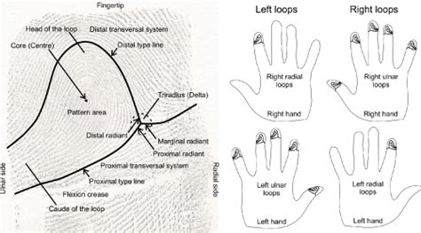 Ulnar Loop Fingerprint