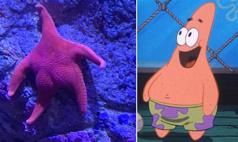 Why Patrick Lives Under a Rock on 'SpongeBob SquarePants' Explained