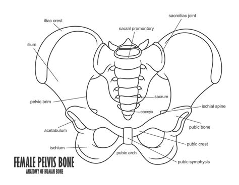 Female Pelvis Bone Anatomy, Vector Illustration 24393244 Vector Art at Vecteezy