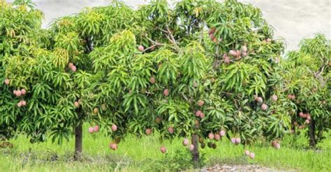 Mango Tree Guide: When To Pick Mangoes | Lawn.com.au