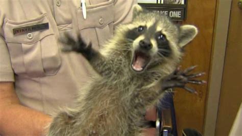 Mom may be charged after pet raccoon attacks baby