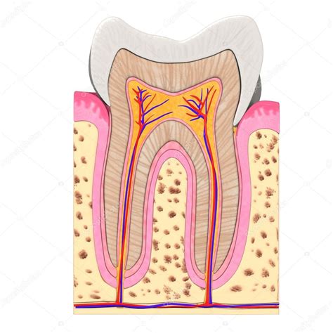 Teeth anatomy Stock Photo by ©3drenderings 10076244