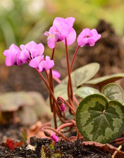 Buy Cyclamen coum (Eastern cyclamen) - De Warande - Strongbulbs.com