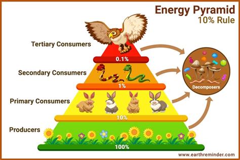 How Does Energy Flow Through an Ecosystem? | Earth Reminder