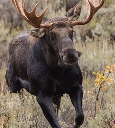 Pin on jungle | Moose, Moose hunting, Moose pictures