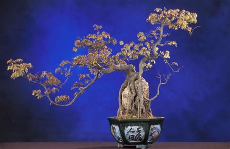 Bonsai In Blue Free Stock Photo - Public Domain Pictures