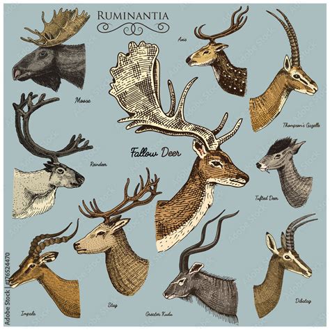 Big set of Horn, antlers Animals moose or elk with impala, gazelle and greater kudu, fallow deer ...