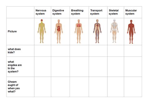 Free Editable Body Systems Graphic Organizer Examples | EdrawMax Online