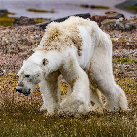 Emotional video of starving polar bear shows climate change impact ...