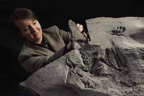 A rare fossil of a 170 million-year-old pterosaur with an 8-foot wingspan is found