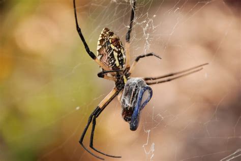 Spider Eating Lizard | Shutterbug