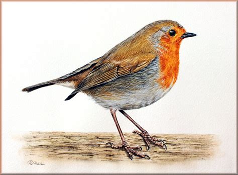 Learn to paint a robin in watercolour with a free tutorial - The Devon Artist