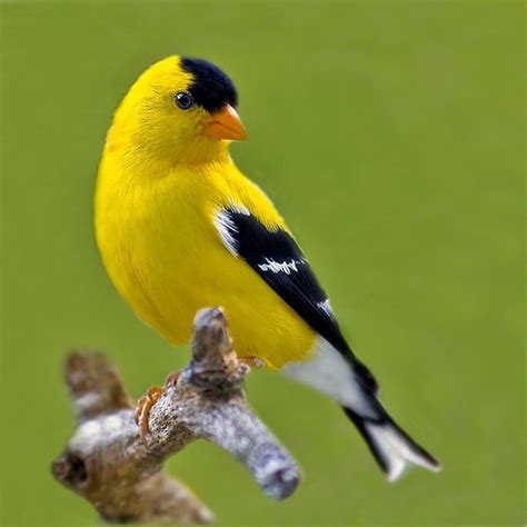 Finch Yellow Bird: Everything You Need To Know About This Colorful Species - BIRD LOVER