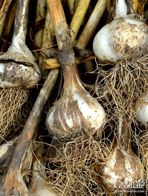 How to Harvest, Cure, and Store Garlic