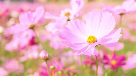 Beautiful Landscape of Cute Pink Cosmos Flowers Blooming in A Botanical Garden in Autumn or Fall ...