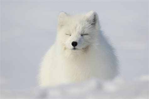 Cute snow fox taking a nap : r/aww