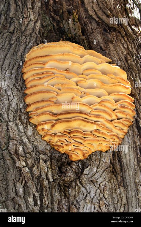 Maple Tree Fungus Identification