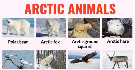 66 Arctic Animals: Names of Animals that Live in the Arctic with ESL ...