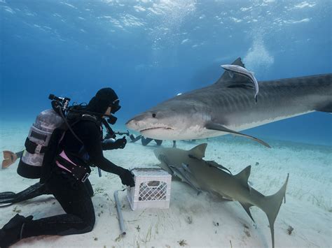 Sharks You Can See When SCUBA Diving: Places to Dive With Sharks