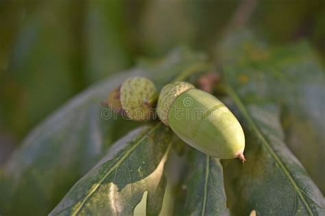 Green Nuts Acorns of Oak on a Tree. Beautiful Oak Seeds Stock Photo - Image of nutrition ...