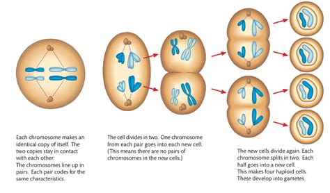 When Does Meiosis Take Place