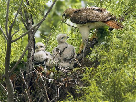 Red Tail Hawk Nest Images & Pictures - Becuo