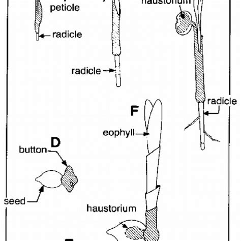 (PDF) Palm Seed Germination