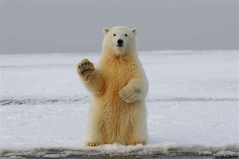 Polar Bear Sightings in Iceland: What You Need to Know