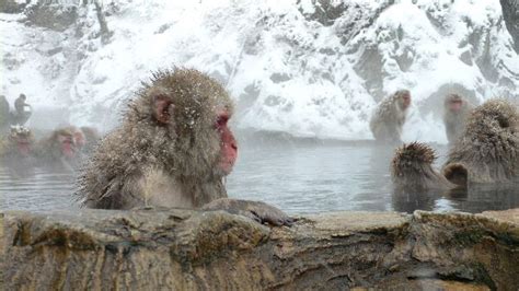 Snow Macaque Monkeys At a Hot Spring - Monkey Facts and Information