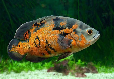 Oscar Fish Care Guide & Diet, Breeding & More » Petsoid