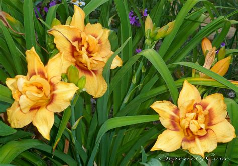 Serenity Cove: Daylilies in Bloom