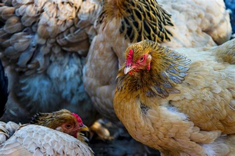 5 Best tips for chicken farming