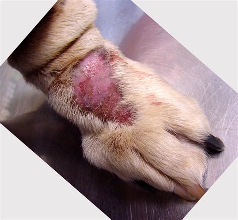 Dog skin conditions