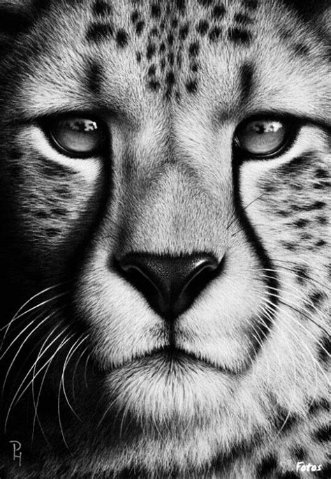 Pencil Drawing-Cheetah | Pencil drawings of animals, Realistic animal drawings, Cheetah drawing