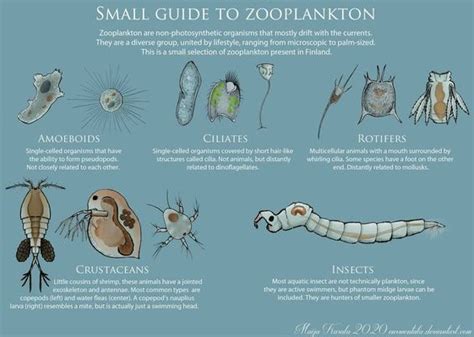 Zooplankton Definition Examples And Types Biology