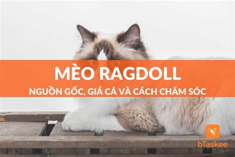 Mèo Ragdoll: Nguồn Gốc, Giá Cả Và Cách Chăm Sóc – bTaskee