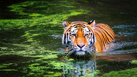 Animal Bengal Tiger Swimming 4k Ultra Hd Wallpaper For Desktop Laptop ...